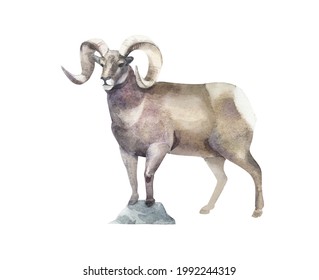 Watercolor Bighorn sheep isolated on white. Hand drawn realistic illustration
