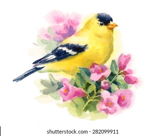 Download Yellow Finch Images Stock Photos Vectors Shutterstock