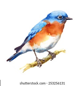 Watercolor Bird Bluebird On The Branch Hand Painted Illustration isolated on white background