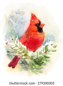 Watercolor Bird Cardinal Winter Christmas Hand Painted Greeting Card Illustration 