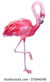 watercolor bird exotic flamingo