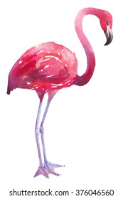 Watercolor Bird Exotic Flamingo