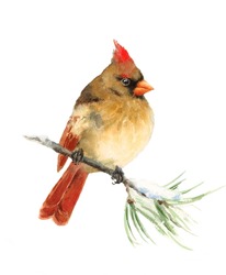 Watercolor Bird Female Cardinal Winter Christmas Hand Painted Greeting Card Illustration