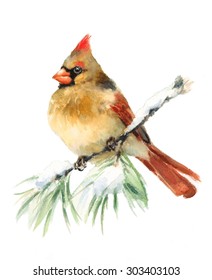 Watercolor Bird Female Cardinal Winter Christmas Hand Painted Greeting Card Illustration