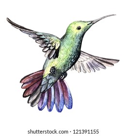 watercolor bird hummingbird