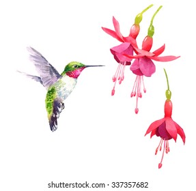 Download Watercolor Hummingbird Images, Stock Photos & Vectors ...