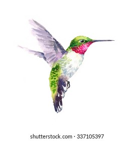 Watercolor Bird Hummingbird Flying Hand Drawn Summer Garden Illustration Isolated On White Background
