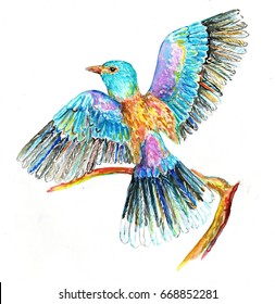 Watercolor Bird Illustration Flying