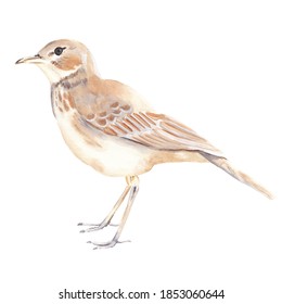 Watercolor Bird Illustration Isolated On White Background. Dune Lark Bird. Hand Drawn Hand Painted Watercolor Clipart Great For Post Card, Invitations, Posters 