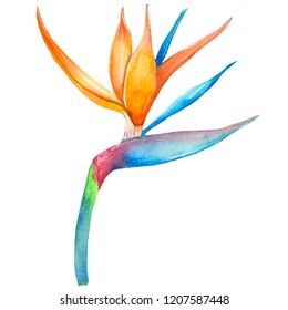 Watercolor Bird Of Paradise Plant, Hand-drawn Tropical Flower,  Postcard, Poster