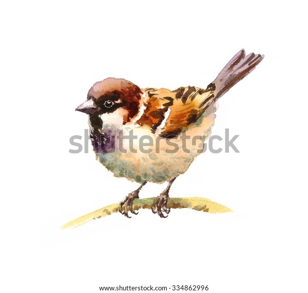 白い背景に水彩の鳥のスズメ 手描きの自然イラスト のイラスト素材 334862996