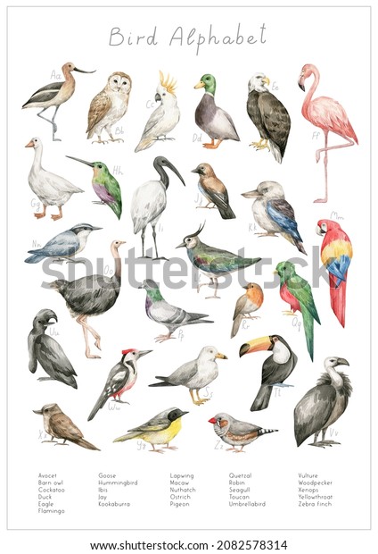 Watercolor birds alphabet. ABC poster for kids.\
English alphabet. Hand-painted educational set. Cute wild bird.\
Nursery wall art, poster. Wild\
world.