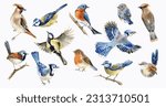 Watercolor birds clipart. Painted forest cute bird. Robin, wren, blue bird, waxwing, blue jay, blue tit, birdhouse, nest. Spring or summer design