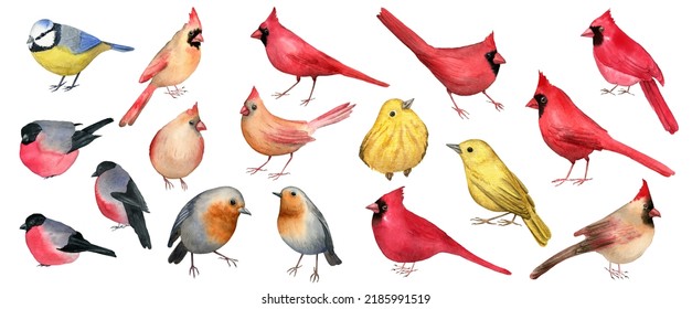 Watercolor Birds Clipart Set, Hand Painted Illustrations Of Blue Tit, Robin Bird, Warbler, Bullfinch, Male And Female Cardinal Birds