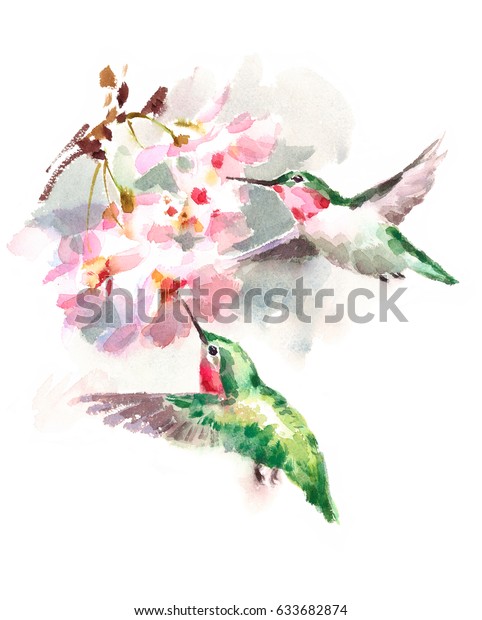 白い背景に水彩の鳥桜の周りを飛ぶハチドリ花手描きの夏の庭のイラスト のイラスト素材