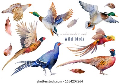 Watercolor birds set. Pheasants, ducks, quail. Hand drawn