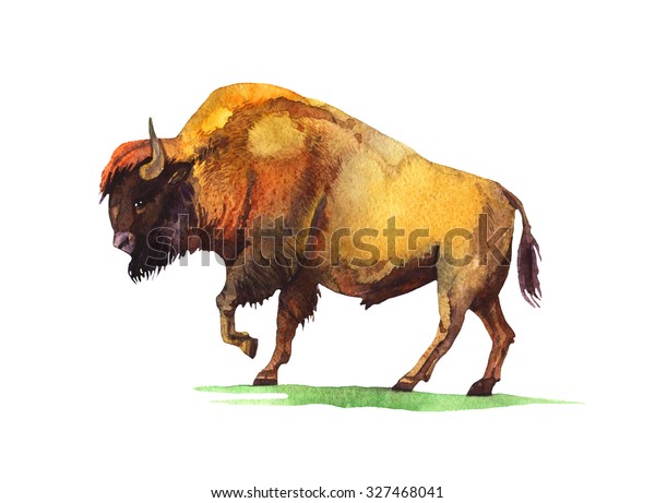 Watercolor Bison Hand Painted Illustration Isolated Stock Illustration ...