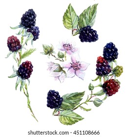 Watercolor Blackberries, Black Berries And White Flowers, Botanical Illustration, Retro