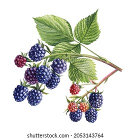 Watercolor Blackberries On A Branch, Isolated White Background. Botanical Illustration Berries 