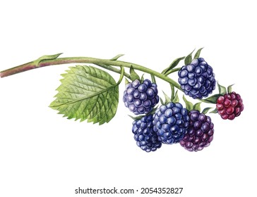 Watercolor Blackberries On A Branch, Isolated White Background. Botanical Illustration Berries 