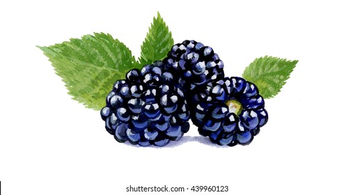 Blackberries Watercolor Images, Stock Photos & Vectors | Shutterstock