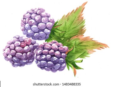 Watercolor blackberry food isolated on a white background illustration.
