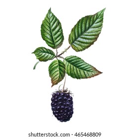 Watercolor Blackberry Isolated On White Background, Realistic Botanical Illustration