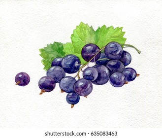 Watercolor Blackcurrant Illustration.