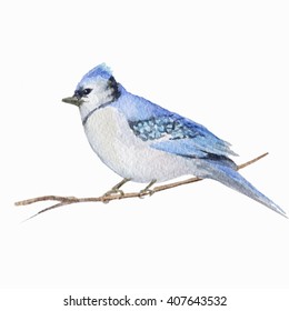 Watercolor blue bird.