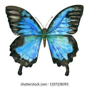 Watercolor Blue Black Butterfly On White Stock Illustration 1337238395 ...