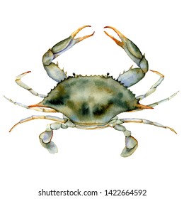 Watercolor Blue crab. Underwater animal illustration isolated on white background. For design, prints or background