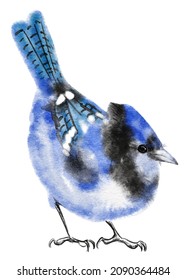 Watercolor Blue Jay Winter Bird Painting Illustration