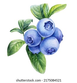 Watercolor Blueberries On Twigs With Leaves, Botanical Illustration