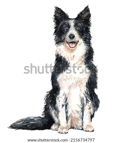 Watercolor Border Collie of a dog drawing. Border Collie sitting layer path, clipping path POD, Border Collie clipping path isolated on white background.