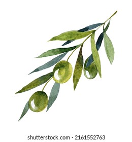 Watercolor Botanical Clipart Green Olives Branch Stock Illustration Shutterstock