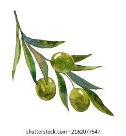 Watercolor Botanical Clipart Green Olives Branch Stock Illustration Shutterstock