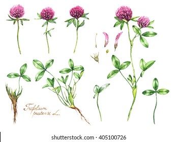 牧草地のピンククローバーの水彩植物図 白い背景に三角形のイラスト 花 植物 植物 正確な植物イラスト 根 葉 花 のイラスト素材