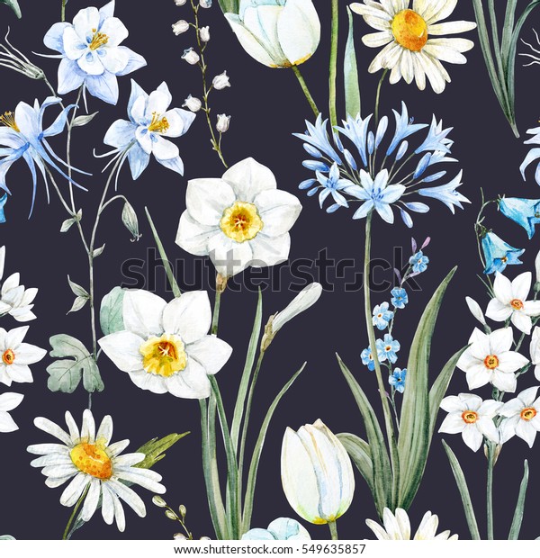 水彩植物花柄 壁紙の春 水仙の花 デイジーの白い背景に青のアキレジア 黒い背景 のイラスト素材