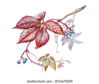 Watercolor botanical illustration by Virginia Creeper. Maiden grapes.