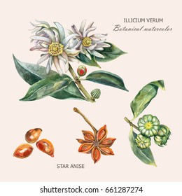 Watercolor Botanical Illustration Of Culinary And Healing Plant Star Anise (Illithium Verum) With Buds, Flowers, Fruits, Leaves, Seeds.