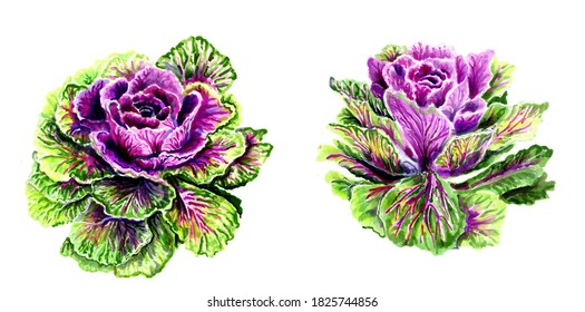 Ornamental Cabbage Hd Stock Images Shutterstock