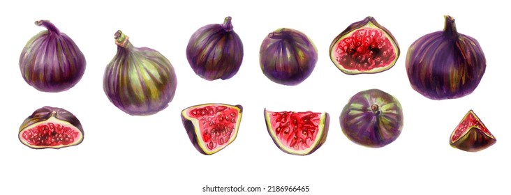 watercolor botanical illustration of figs, dried and cut into slices  set of Delicious fig harvest. Healthy food and a healthy lifestyle. - Shutterstock ID 2186966465