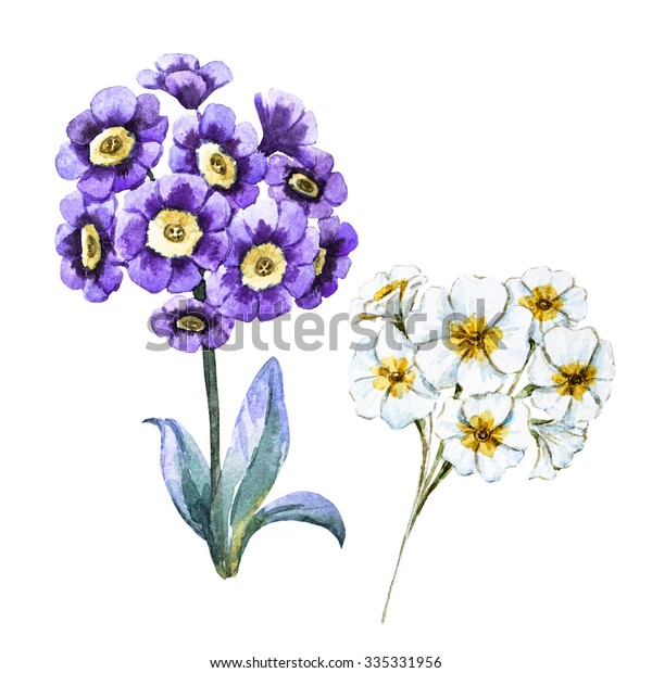 Watercolor Botanical Illustration Flower Primrose Isolated のイラスト素材