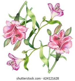 Watercolor Botanical Illustration Of Flowers Alstroemeria On Isolated Background. Botanical Illustration.