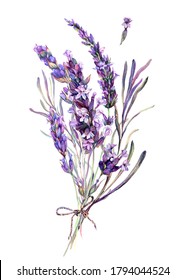 Watercolor Botanical Illustration Of Lavender Bouquet Isolated On White Background. Vintage Style Floral Decoration.