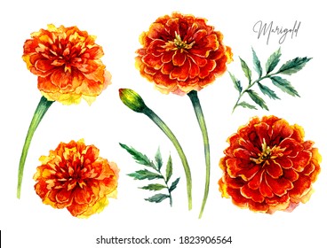 Watercolor Botanical Illustration Marigold Flowers Isolated White  Vintage Style Detailed Painting Red   Orange Blooming Flowers   Green Leaves  Autumn Bouquet Wedding Decoration 