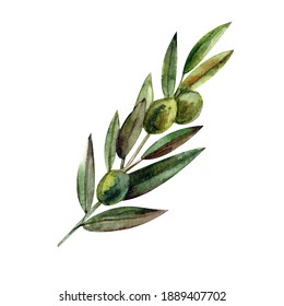 Watercolor  botanical illustration with olives 