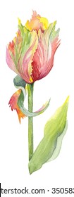 Watercolor Botanical Illustration Parrot Tulip Flower Stock ...