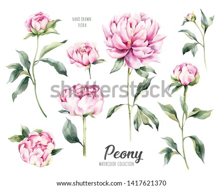 Watercolor botanical illustration of peonies, rose spring flowers. Natural objects isolated on white background for your design. Hand painted floral elements set. 