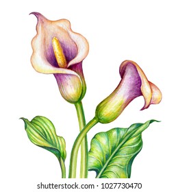 Watercolor Botanical Illustration, Pink Calla Lillies, Cala Lily Flowers, Tropical Nature Clip Art Isolated On White Background